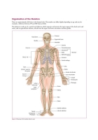 Anatomy, Physiology, and Pathology