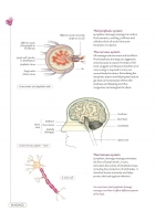 An Introductory Guide to Massage