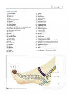 The Complete Guide to Reflexology (3rd Edition) by Ruth Hull