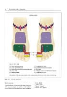 The Complete Guide to Reflexology (3rd Edition) by Ruth Hull